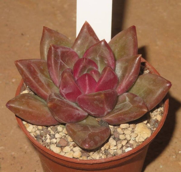 Echeveria x Pachyphytum cv Tivoli New!!!