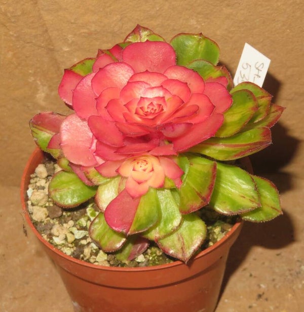 Aeonium cv Zhi Fou variegata