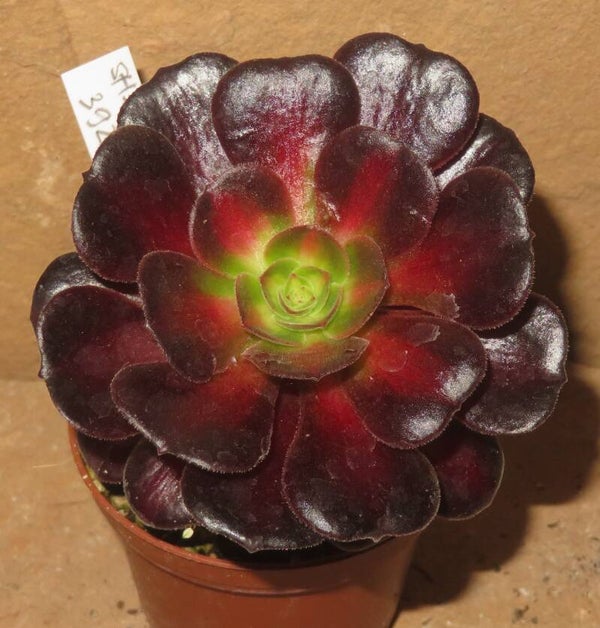 Aeonium cv Kilimanjaro variegata