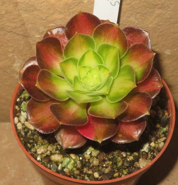 Aeonium cv ShaoHua variegata