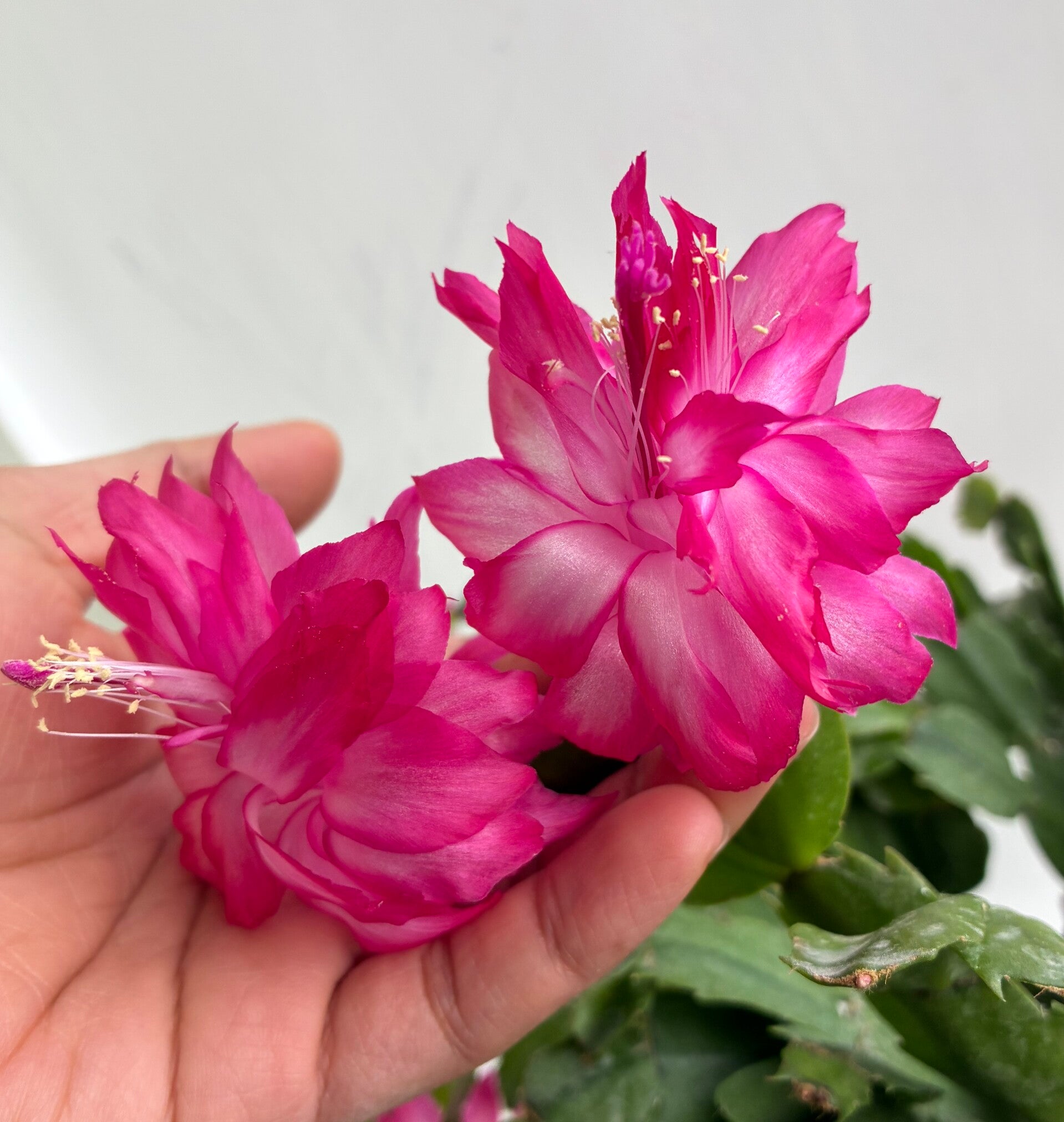 Schlumbergera Winter Love gefüllte Blüte - bewurzelte Pflanze