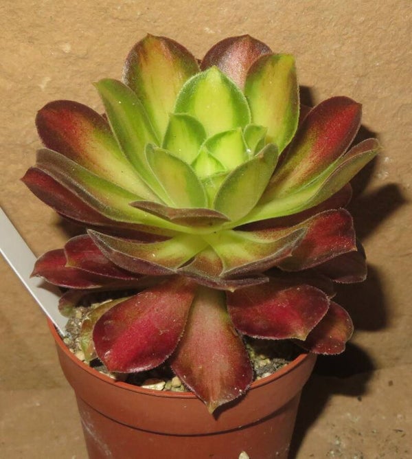 Aeonium cv ShaoHua variegata