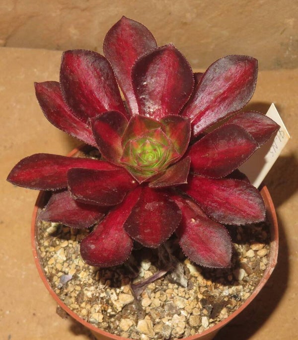 Aeonium cv Phantom Middle variegata