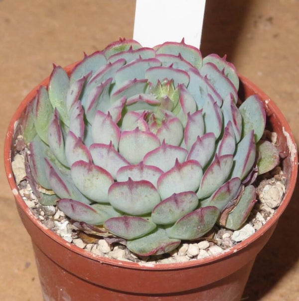 Echeveria cv Little Captain