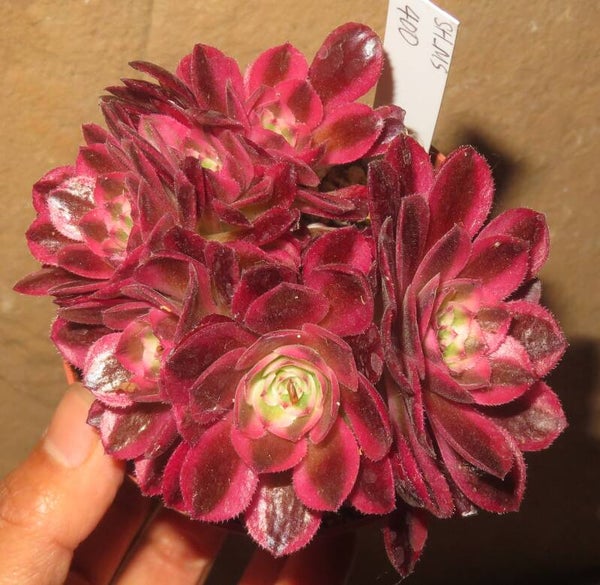 Aeonium cv Magic Candle variegata – Multiple Heads
