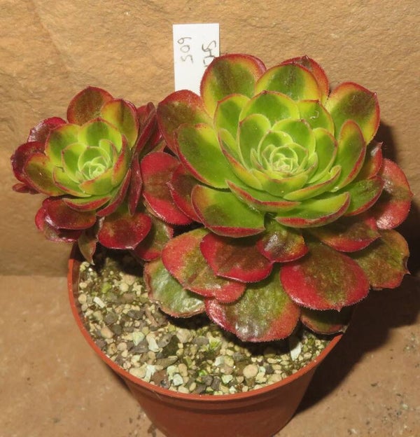Aeonium cv Milky White variegata