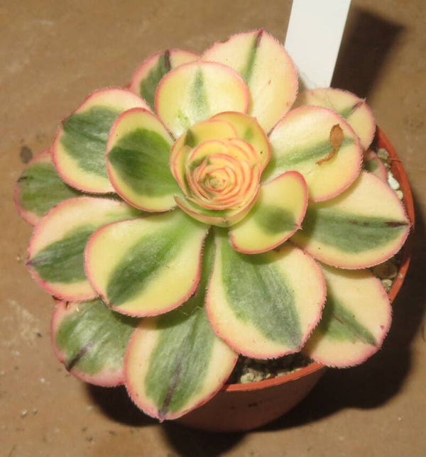Aeonium cv Zeus variegata
