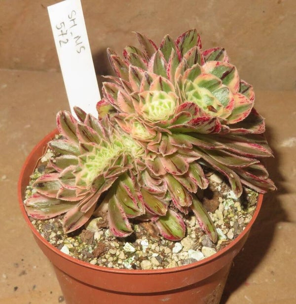 Aeonium arboreum rubrolineatum cristata variegata