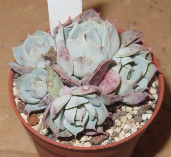 Echeveria cv Ruzz