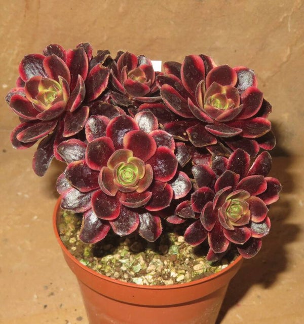 Aeonium cv SuperBang variegata