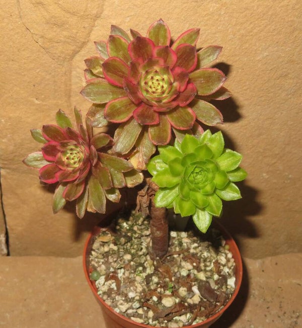 Aeonium cv Pink Daisy – Multicolor variegata