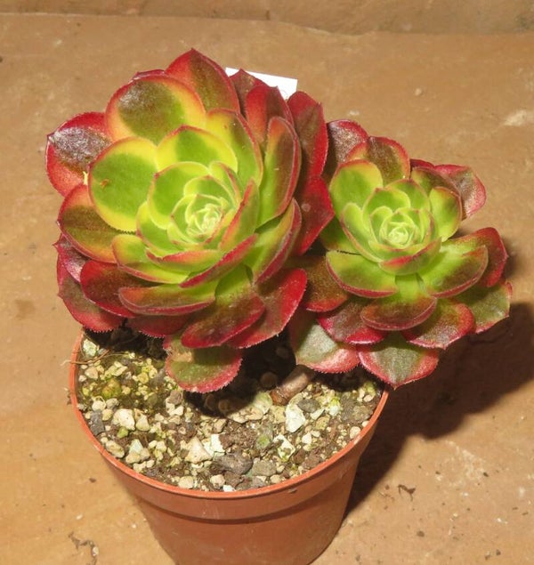 Aeonium cv Milky White variegata