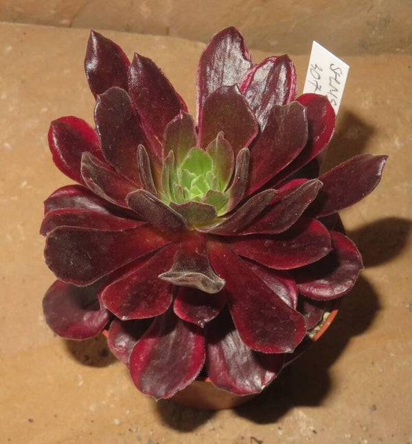 Aeonium cv Blushing Beauty - Rot variegata