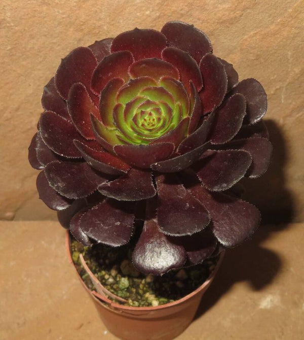 Aeonium cv Morticia