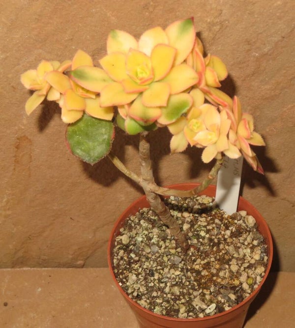 Aeonium decorum cv Sunburst variegata