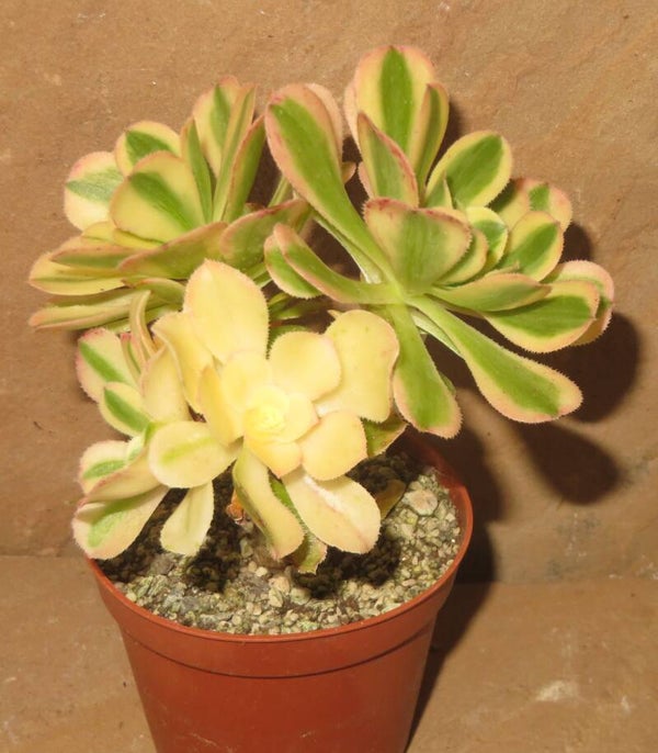 Aeonium arboreum variegata