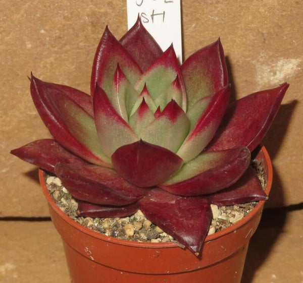 Echeveria agavoides cv Super Sirius