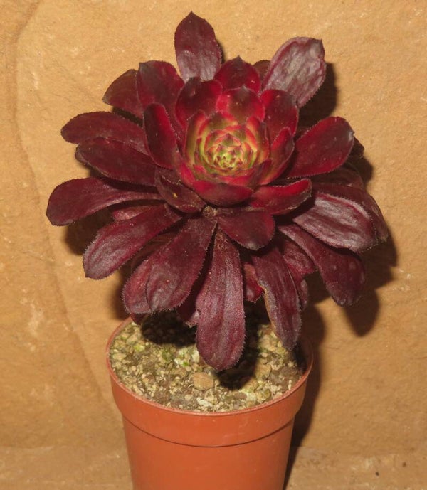 Aeonium cv Mardi Gras variegata