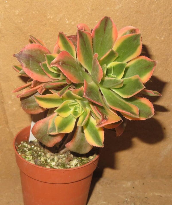 Aeonium leucoblepharum variegata