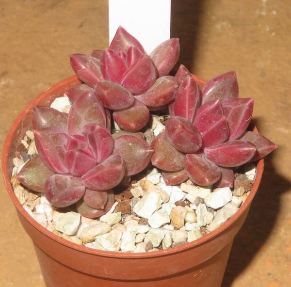 Echeveria x Pachyphytum cv Tivoli - 2 Blätter / Blattstecklinge