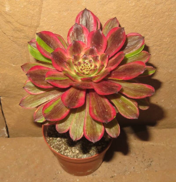 Aeonium cv Pink Daisy – Multicolor variegata