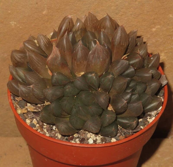 Haworthia cooperi cv Yamada Black