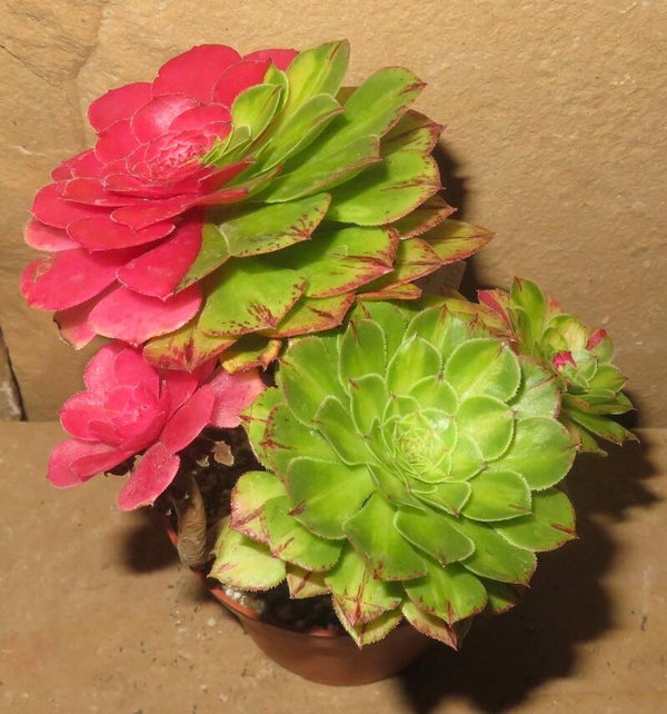 Aeonium cv Zhi Fou variegata