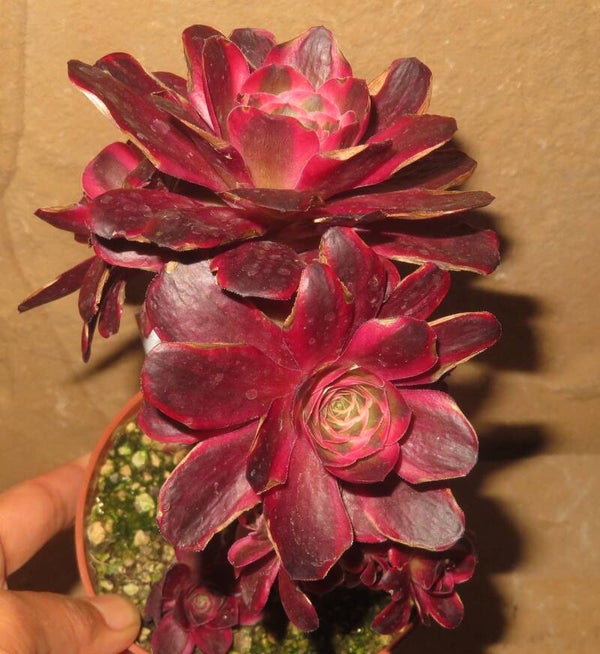 Aeonium cv Charm Golden Rose variegata