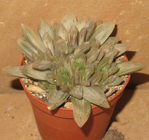 Haworthia cooperi v. pilifera White variegata