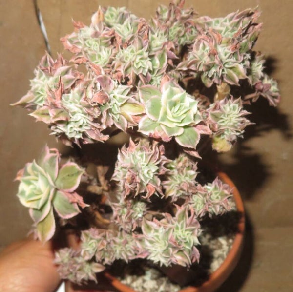 Aeonium decorum cv Tricolor cristata variegata
