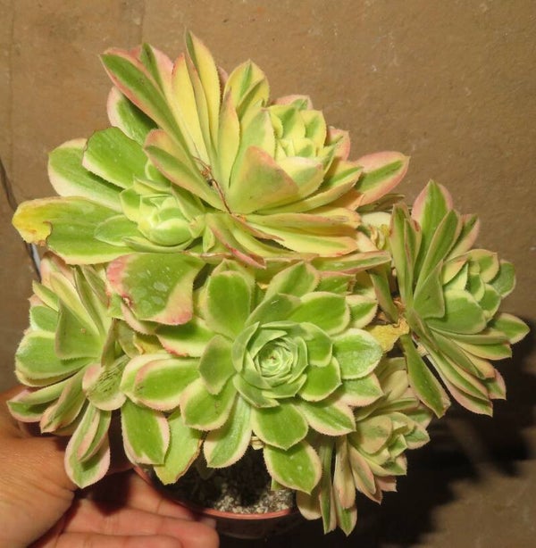 Aeonium cv Yanning variegata