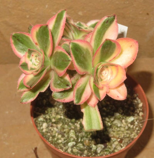 Aeonium cv Zeus variegata