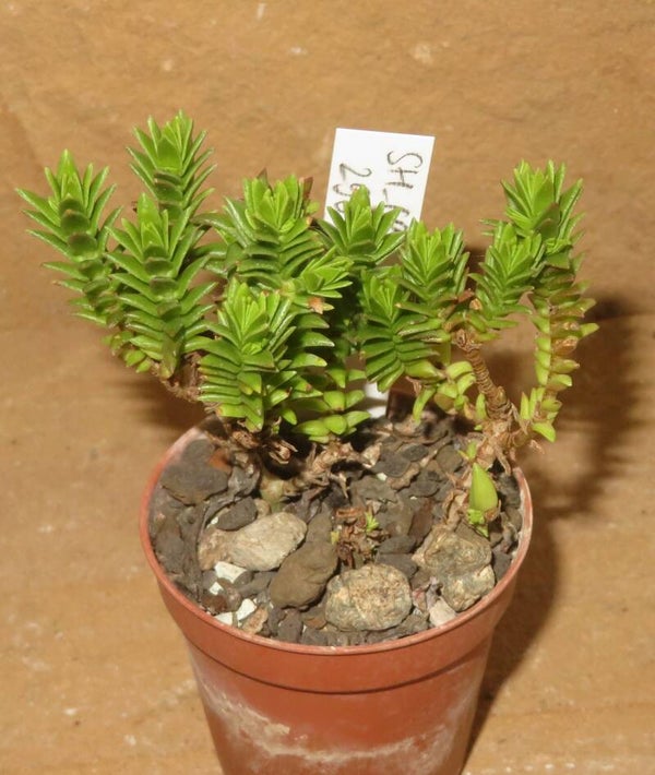 Crassula volkensii variegata