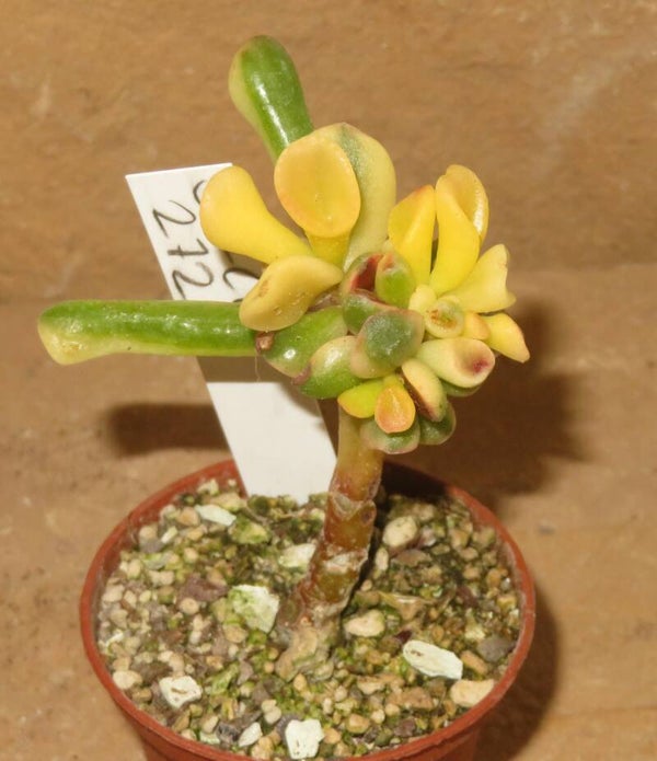Crassula argentea cv Gollum Yellow Gelb variegata