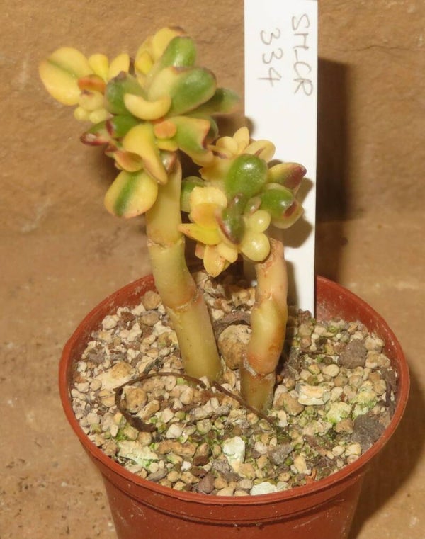 Crassula argentea cv Gollum Yellow Gelb variegata
