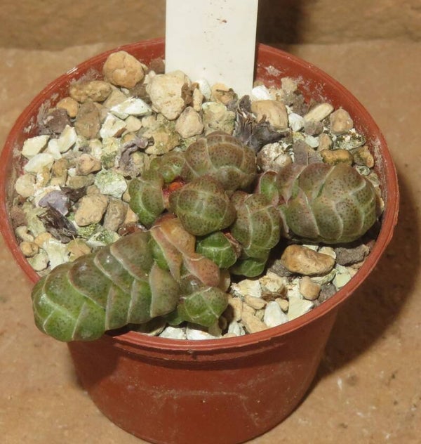 Crassula teres - barklyi