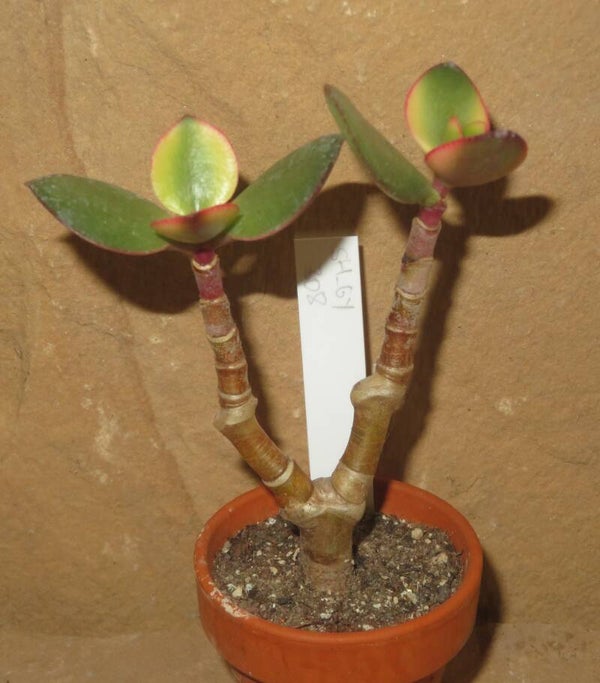 Crassula argentea cv Maruba Kagetsu variegata