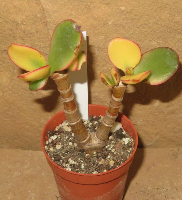 Crassula argentea cv Maruba Kagetsu variegata