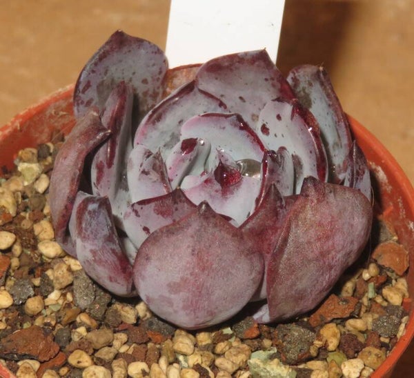 Echeveria cv Pink Floyd New!!!