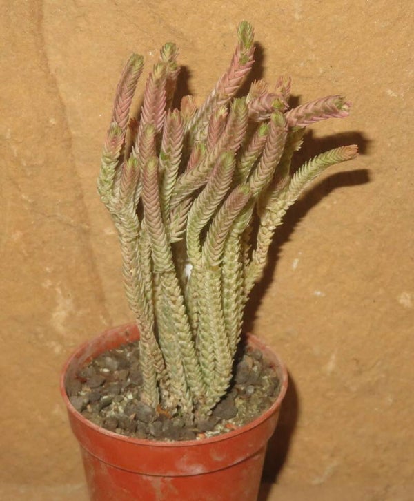 Crassula lycopodioides variegata