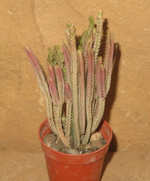Crassula lycopodioides variegata