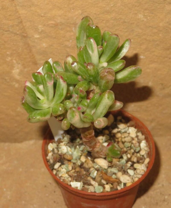 Crassula argentea cv Gollum variegata