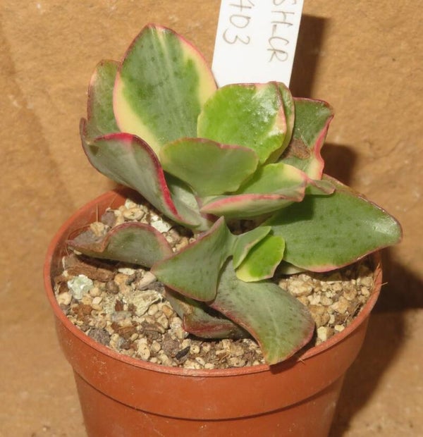 Crassula arborescens undulata variegata