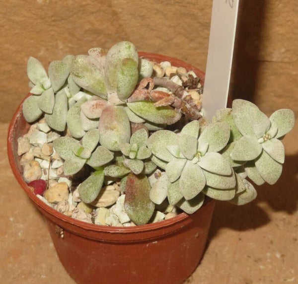 Crassula deltoidea