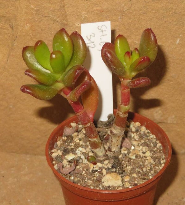 Crassula argentea cv Rabbit