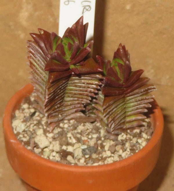 Crassula argentea minor cv Magic
