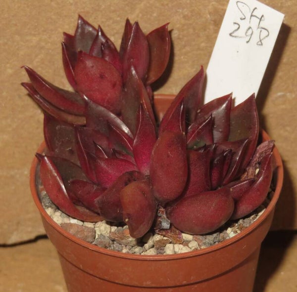Echeveria agavoides cv Frank Reinelt