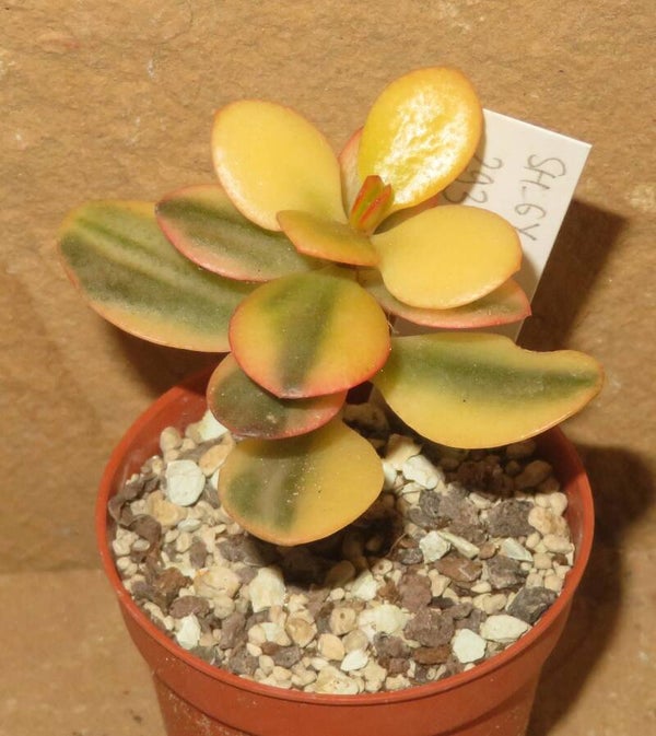 Crassula argentea minor cv Majiko Gorudo variegata