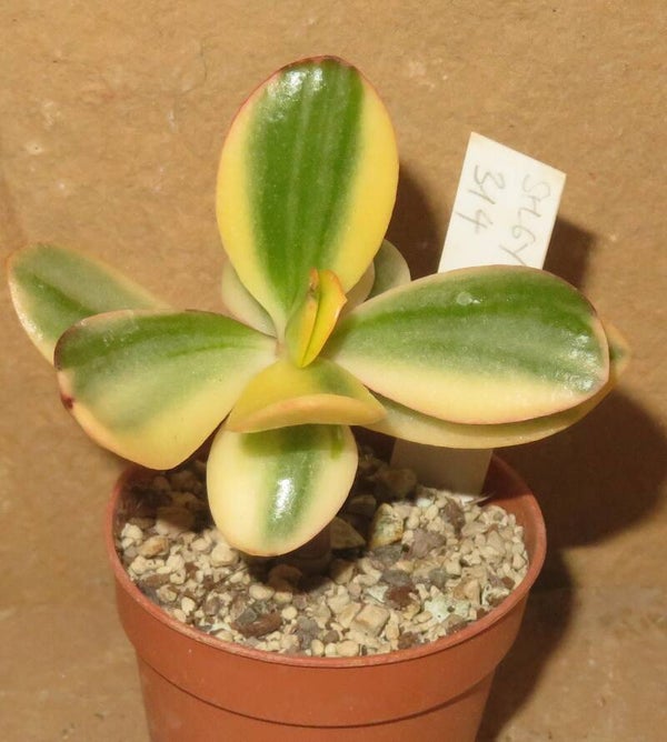 Crassula argentea cv Maruba NISHIKI variegata