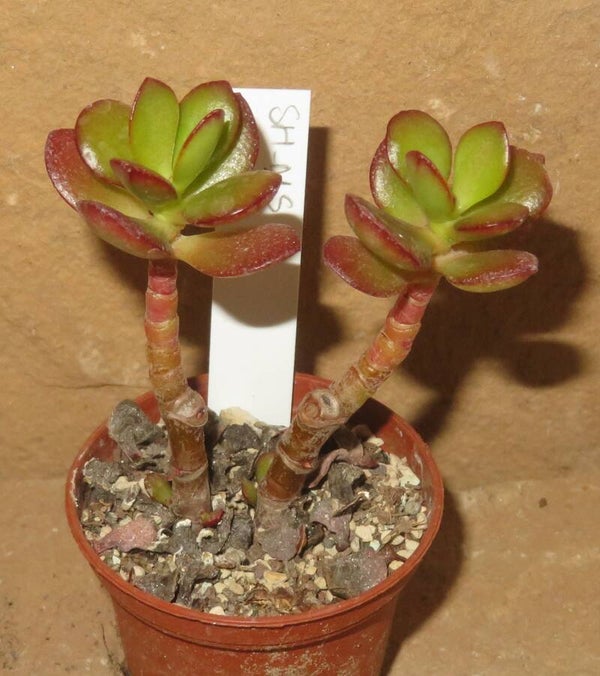 Crassula argentea minor cv Magic